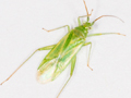 Brachynotocoris puncticornis